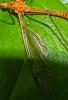 Tipula lunata